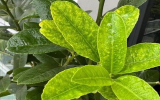 盆栽柠檬什么时候修剪，主要为冬春修剪以及夏季修剪