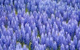 紫色风信子的寓意，寓意永恒爱情、嫉妒、歉意等