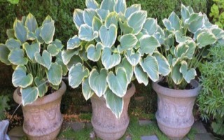 玉簪花叶子边干枯的原因，可能是光照不当或温度不当等