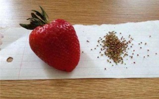 哪些因素会影响草莓膨大,主要有种子、温度、光照等5个原因