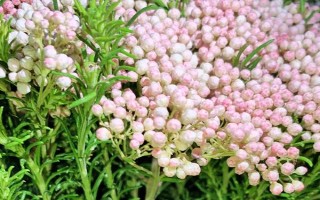 米花是什么植物，是煤油草属的常绿灌木