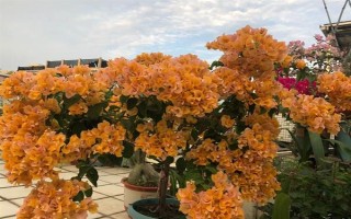 巴西紫三角梅是否勤花,花期持续时间长且开花量大