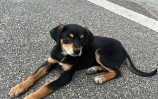 狗狗能吃水果吗，从以下5点出发去饲喂