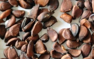 木瓜种子能不能吃,籽是天然的能吃