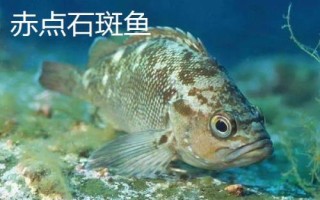 石斑鱼的种类，种类繁多分布在不同地区