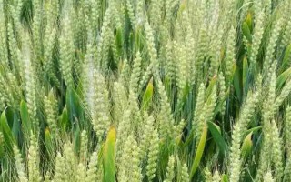 兰天34号小麦种子简介，9月上旬-10月中旬播种