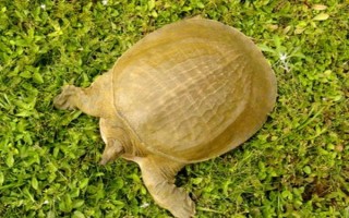 广西省桂平市的特产，有麻垌荔枝、桂平西山茶等