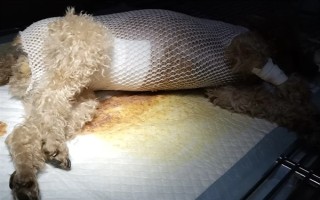 母狗绝育后如何护理,可以喂蛋白质含量高的食物