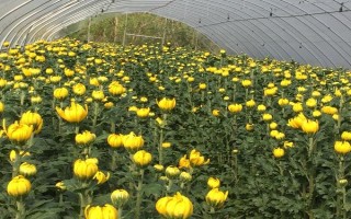 菊花的种植时间，取决于繁殖方法