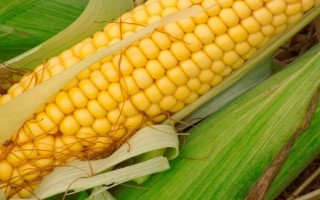 金都玉1号玉米种子特点,引起植株早衰并及时防治病虫害