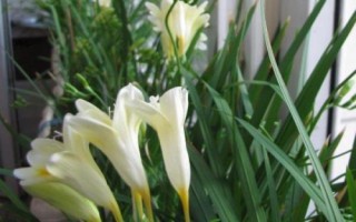 香雪兰什么时候种，栽种期为9月上中旬