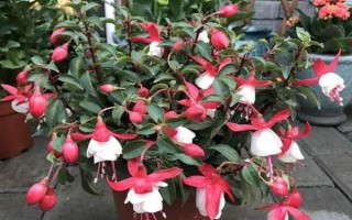 让倒挂金钟过冬的方法，将室温维持在8℃以上