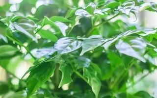 幸福树的养殖方法，适合它生长的温度在20-30℃