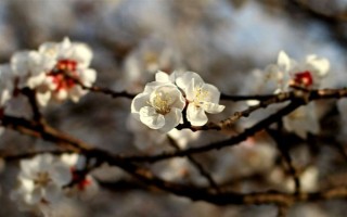 杏花的开花时间，花期在农历的2月份左右