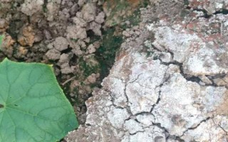 土壤盐渍化是怎么形成的，可能是自然因素也可能是人为因素