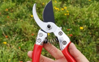 风铃花开败后怎如何修剪，要先将植株上所有的残花剔除