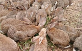 野兔养殖基地的环境要求，太热和太冷的环境都不适合于养殖