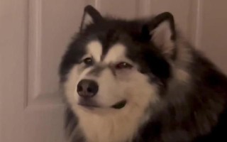 为什么阿拉斯加会哭，可能是它的泪腺有问题