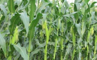 百玉1号玉米品种简介,每亩密度4000株