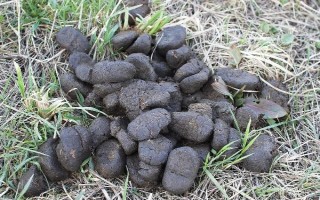 农家肥与化肥混用的好处,可以使养分供应更持久