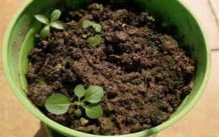 马缨花有什么特点，花朵多数生长在树枝顶部