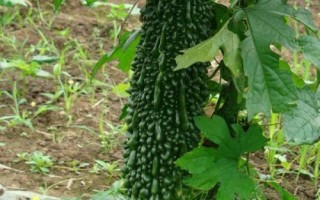 优良的苦瓜品种，包括滑身苦瓜、长身苦瓜、夏丰苦瓜等种类