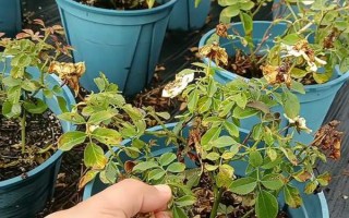 月季僵苗不长怎么处理，需要为其做好控温措施