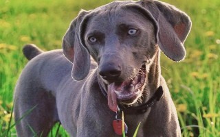 犬大肠杆菌病的症状，以败血症和腹泻为特征