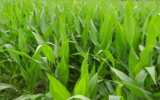 极峰25号玉米品种简介,适宜密度为5000株/亩