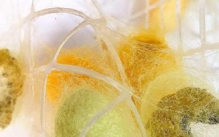 蚕卵怎么保存到第二年，可通过冷藏进行保存