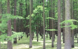 农村种植200亩杉木的成本，投资成本大概是18万元左右