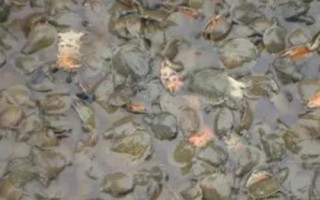 甲鱼如何养殖，每平方米放养25-35只