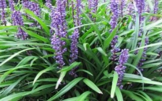 麦冬的价格，各地区的售价不同