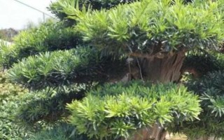 怎么养殖罗汉松，生长期每隔1-2个月追施一次肥料