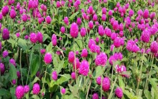 怎么种植千日红，每天要提供不少于4小时的直射光