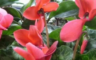 仙客来花茎萎蔫弯曲怎么办，要根据引发原因采取对应措施