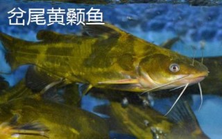 黄骨鱼是什么鱼，是底栖性鱼类
