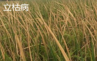 立枯病和猝倒病的区别是什么,病原菌和发生时间均不同