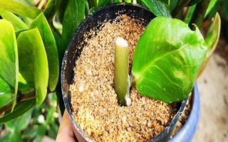 冬季金钱树扦插方法，一定要在温暖的环境中进行