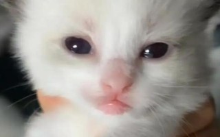 小猫咪的睁眼时间，一般需要5-10天左右