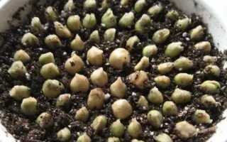 金桔的栽培种植技术，栽种金桔需要肥沃松软的土壤