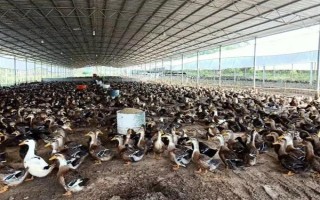 养殖1000只旱鸭的成本,鸭苗和鸭料成本总共需要2.3万元左右