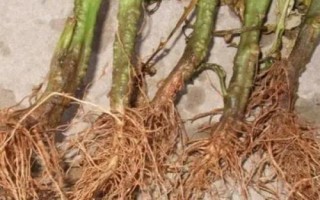 番茄根腐病发病原因，刚开始是病菌从幼苗的伤口侵入