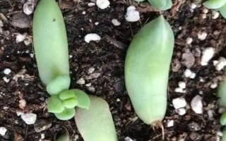 多肉的花剑怎么扦插，把花剑剪下来晾干伤口再插入土壤中