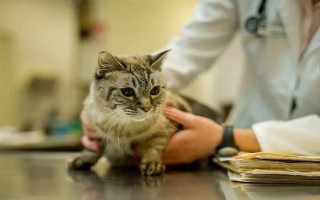 猫舔了碘伏的后果，可能出现食欲不振、精神萎靡、呕吐腹泻等症状