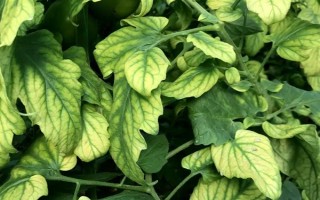 过量施用氮肥的危害，将会导致土壤氮素过剩