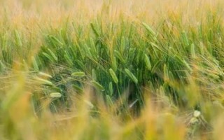 雨水多对小麦的影响，会直接影响到产量