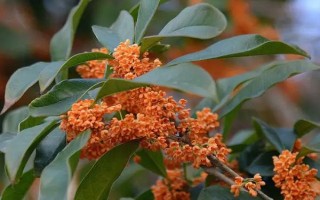 桂花有哪几种颜色，有金黄色、黄白色、橙红色和白色