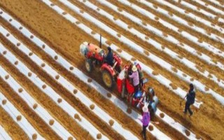 马铃薯膜下播种要点,播种深浅与覆土厚度均要保持一致