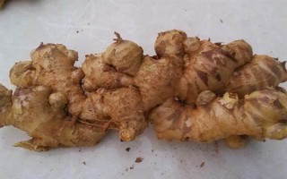 黄姜的价格，12元左右一斤